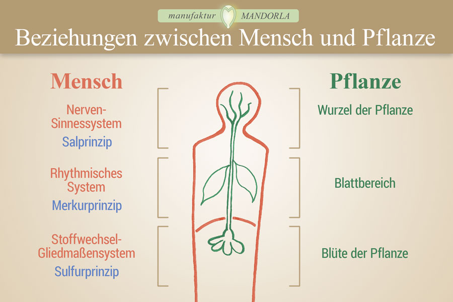 Beziehung Mensch und Pflanze1