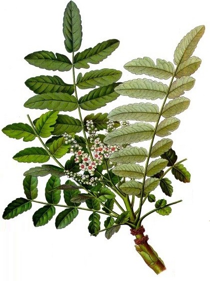 Boswellia - Weihrauch