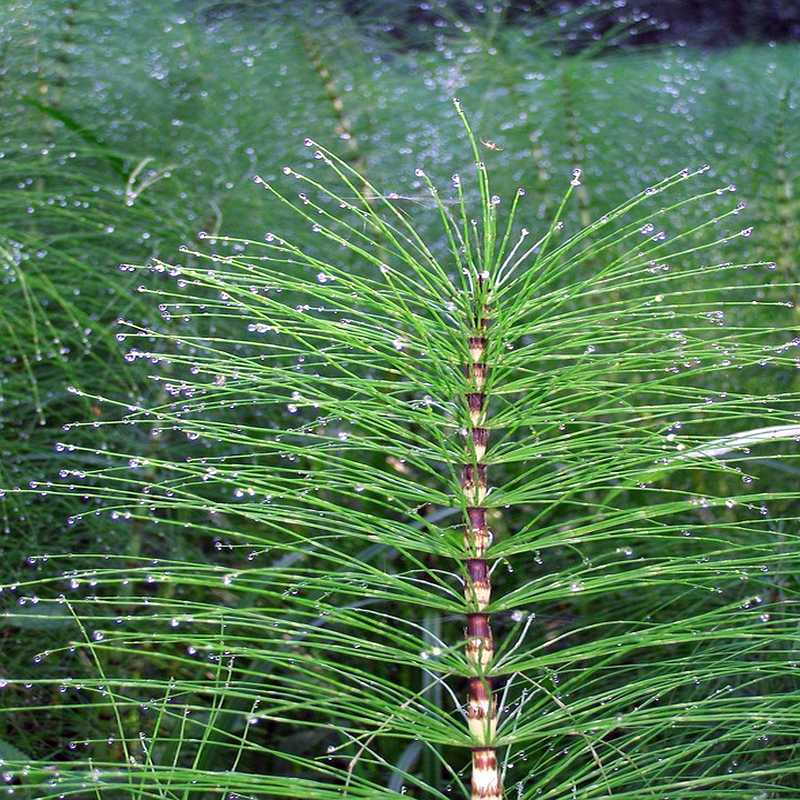 Mandorla-Natursubstanz: Equisetum Schachtelhalm