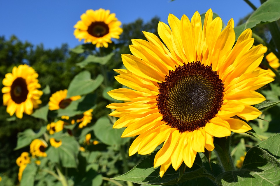 Mandorla Natursubstanz: Sonnenblume, Sonnenblumenöl