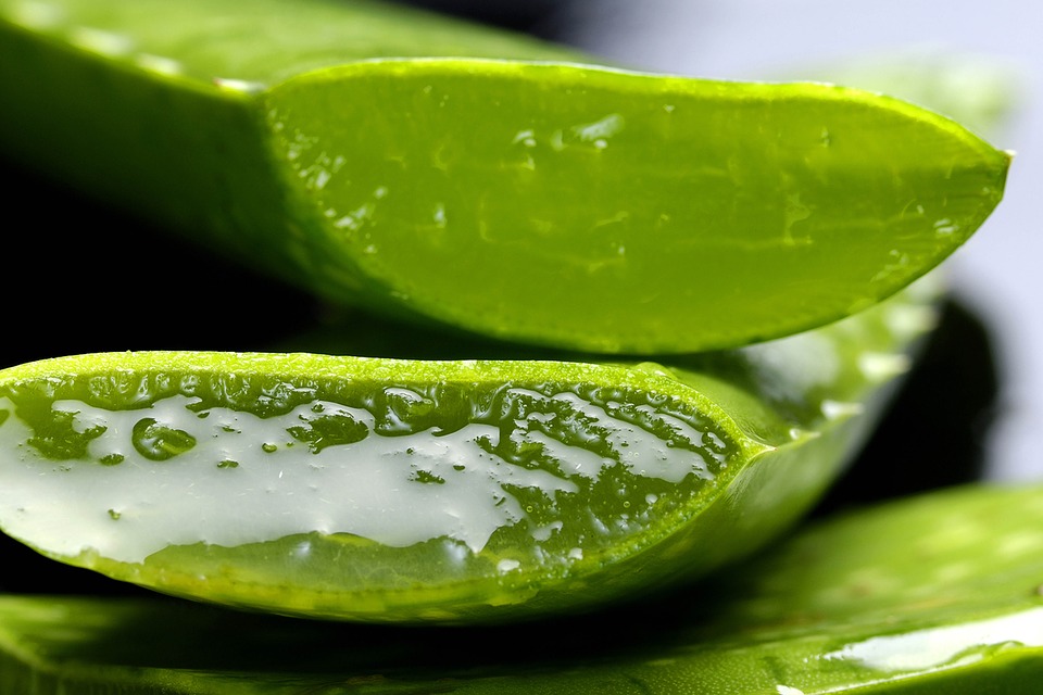Mandorla-Natursubstanz: Aloe – natürliches Gel aus Aloeblättern