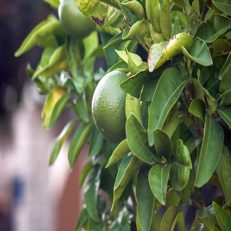 Citrus aurantifolia Limette800