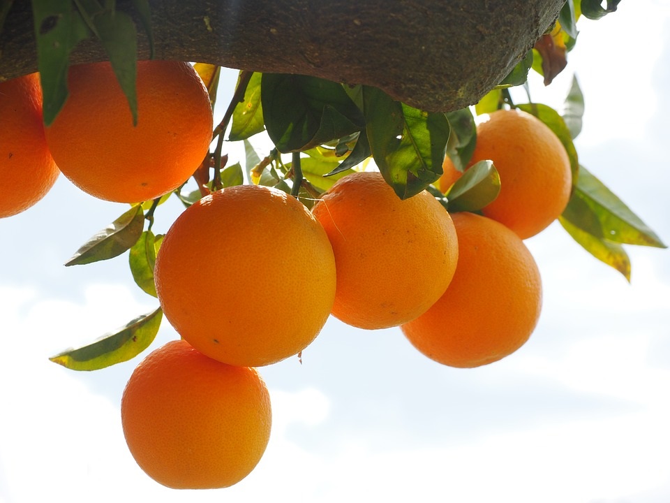 Mandorla-Natursubstanz: Orangen aus kontrolliert biologischem Anbau