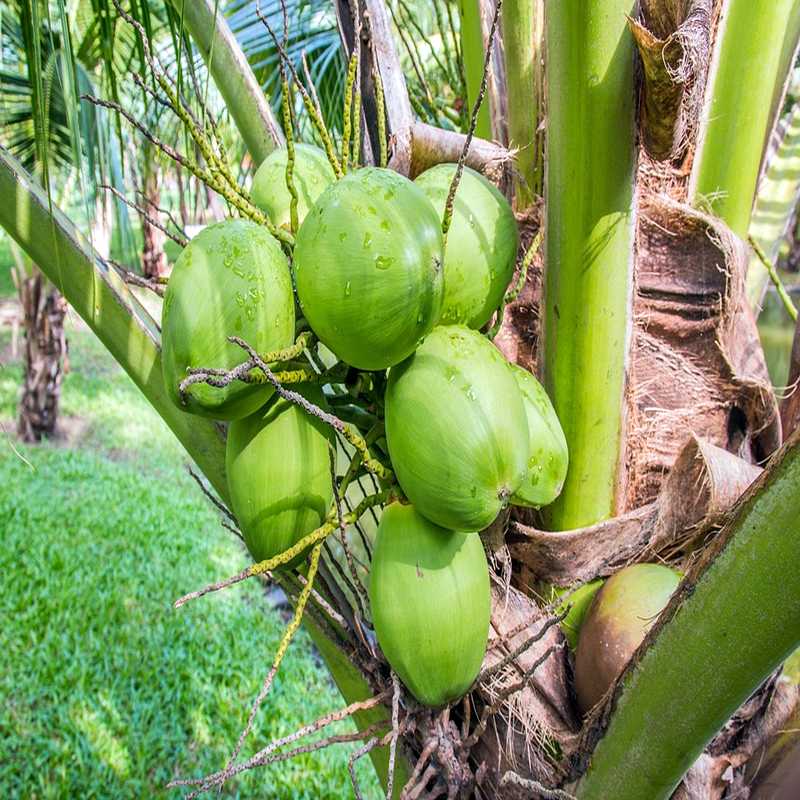 Mandorla Natursubstanz: Kokos, Kokosöl