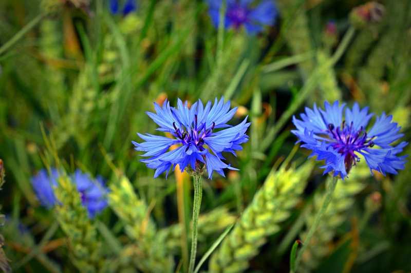 Mandorla-Natursubstanz: Kornblume aus kontrolliert biologischem Anbau