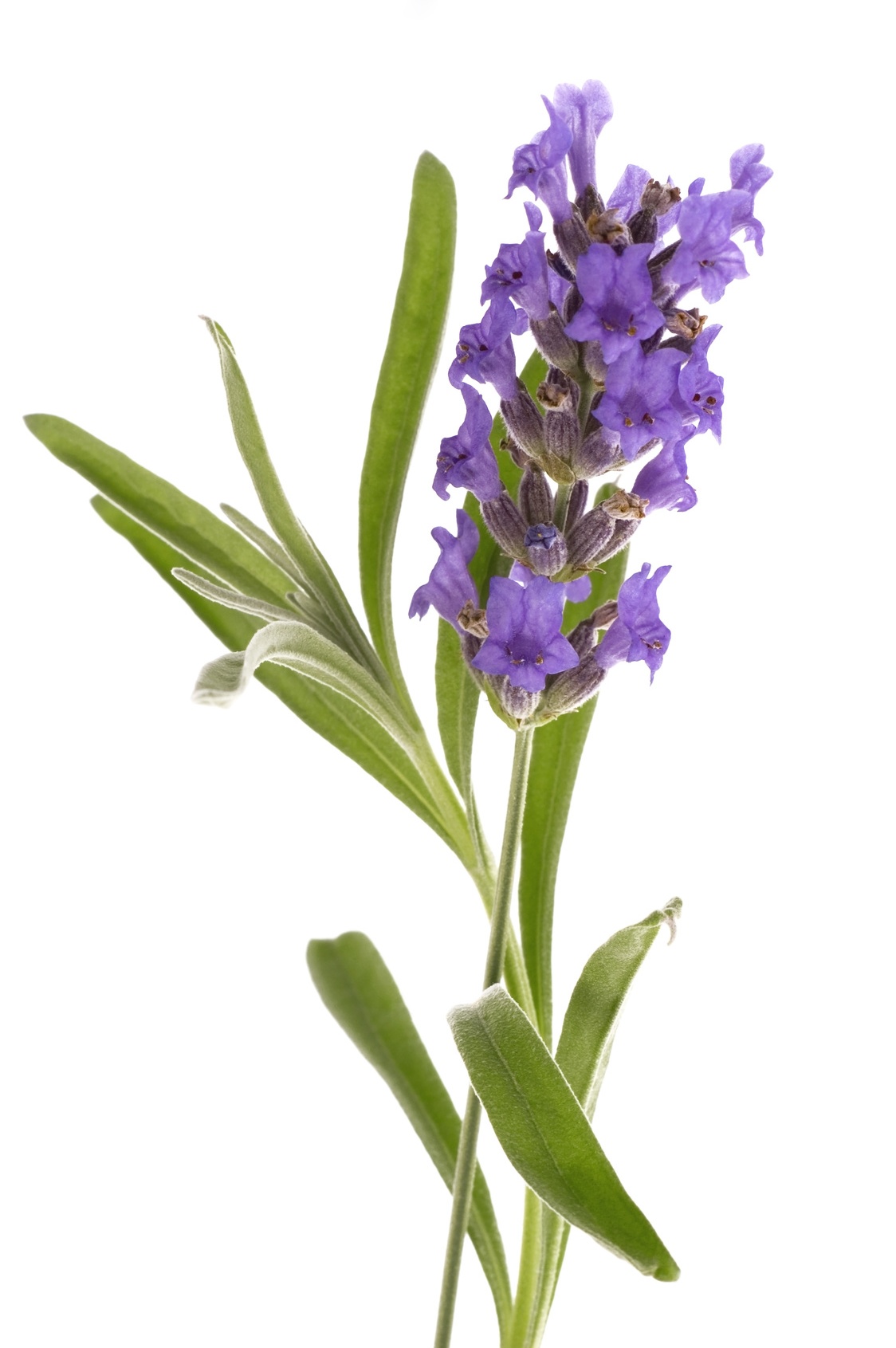 Mandorla-Natursubstanz: Lavendel aus kontrolliert biologischem Anbau
