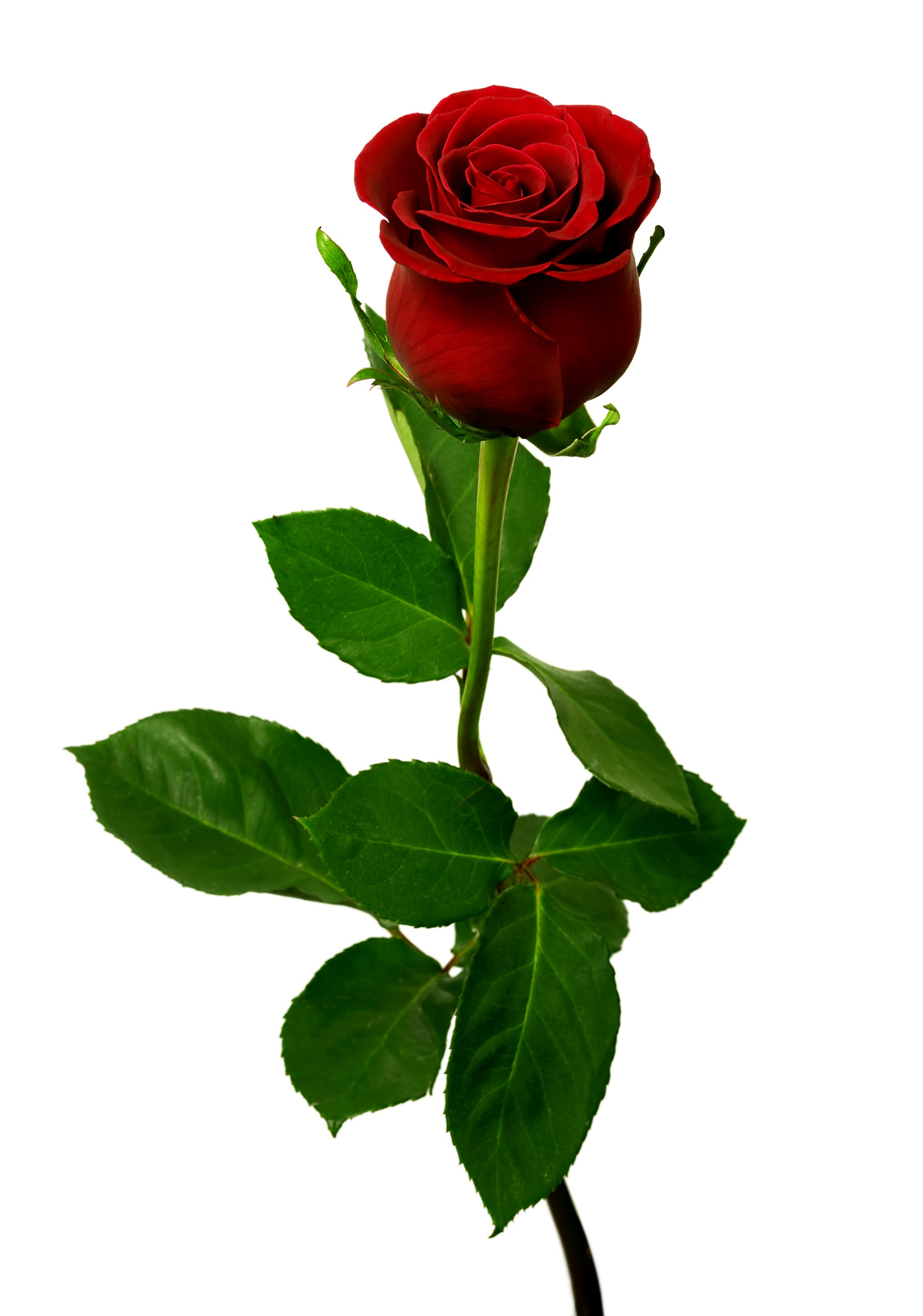 Mandorla-Natursubstanz: Rote Rose