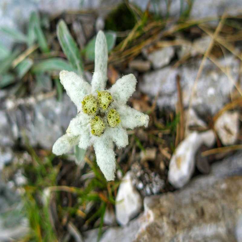 Mandorla Natursubstanz: Leontopodium Edelweiß aus kontrolliert biologischem Anbau