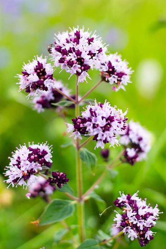 Mandorla-Natursubstanz: Majoran aus kontrolliert biologischem Anbau