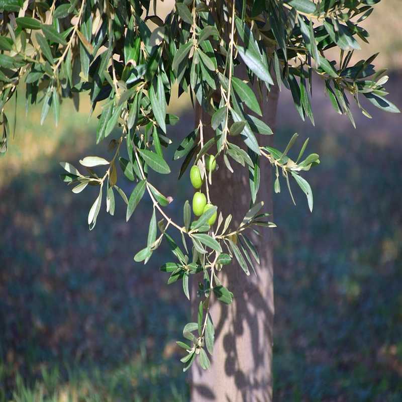 Mandorla-Natursubstanz: Olivenbaum, Olivenöl aus kontrolliert biologischem Anbau