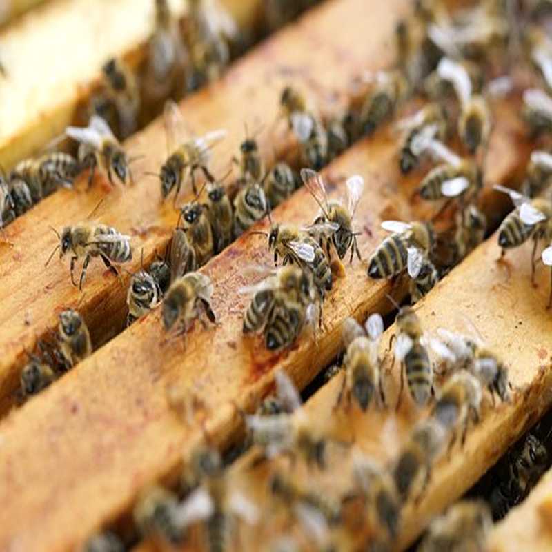 Mandorla Natursubstanz: Propolis aus der Carnica Region