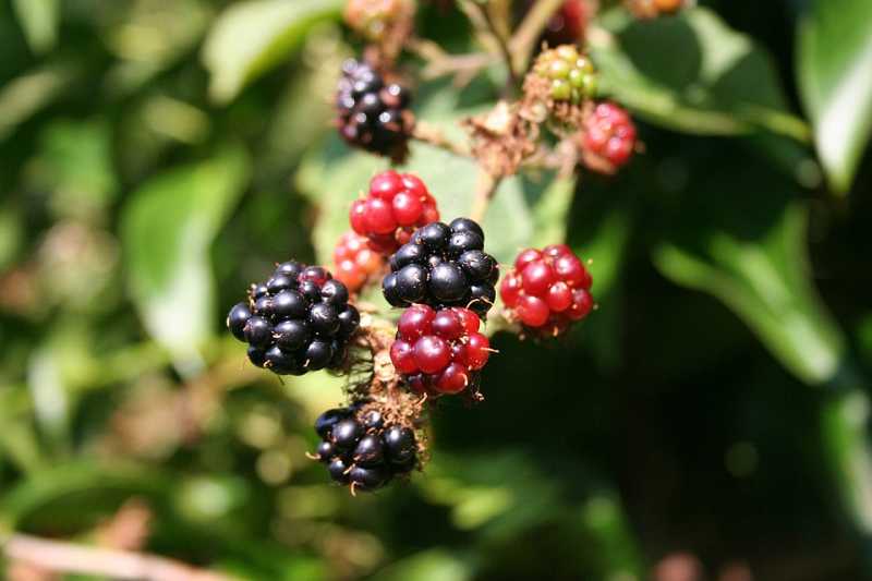 Mandorla-Natursubstanz: Brombeere, Brombeerenblätter aus Wildsammlung