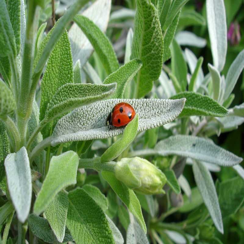 Mandorla-Natursubstanz: Salbei aus kontrolliert biologischem Anbau