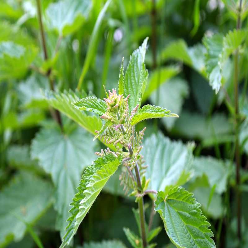 Mandorla Natursubstanz: Brennnessel aus Wildsammlung