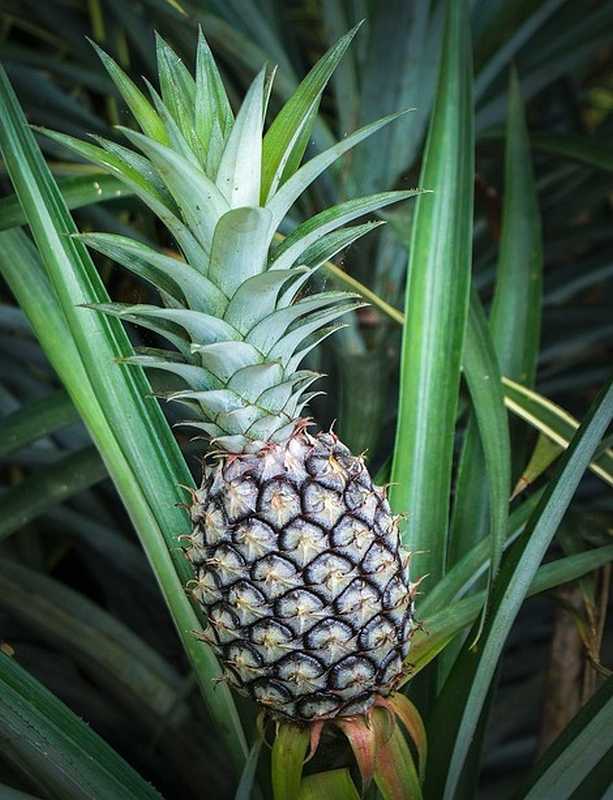 Mandorla Natursubstanz: Ananas aus kontrolliert biologischem Anbau