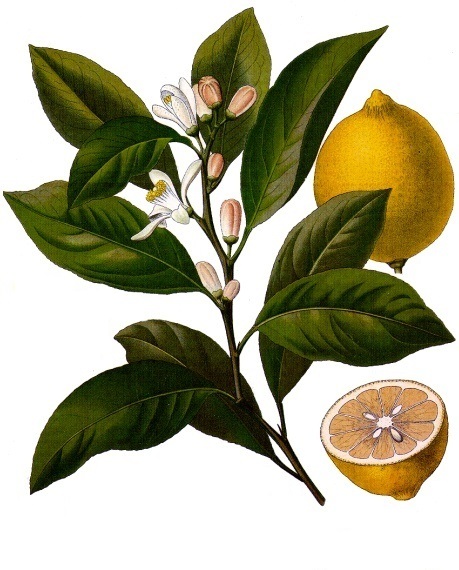 Citrus limon - Zitronenbaum