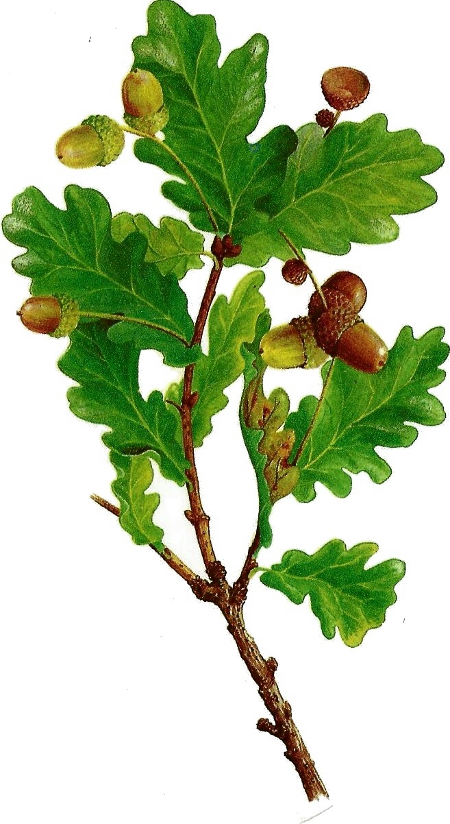 Quercus - Eiche