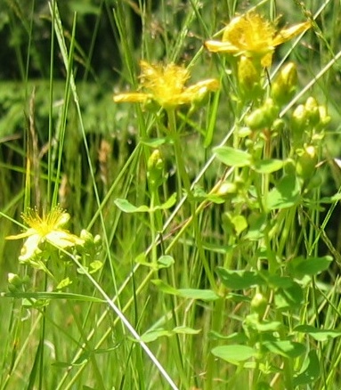 Mandorla Natursubstaz: Johanniskraut