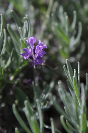 Mandorla Natursubstanz: Lavendel