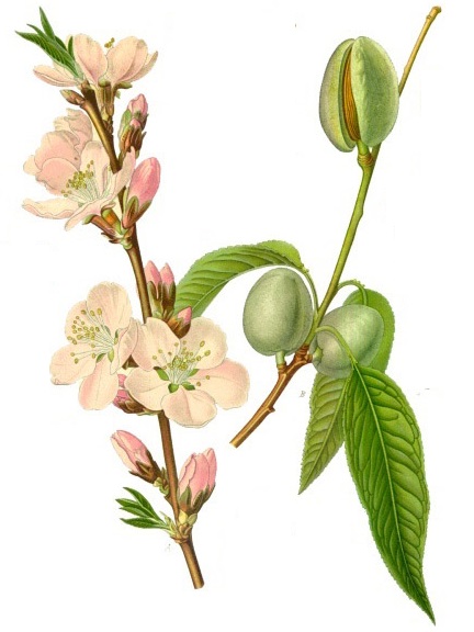 Prunus dulcis - Mandel