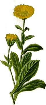 Calendula - Ringelblume