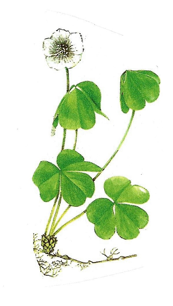 Oxalis - Sauerklee