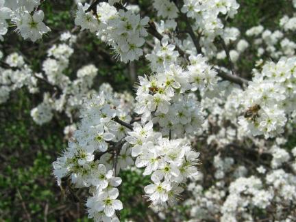 Mandorla Natursubstanz: Schlehdorn