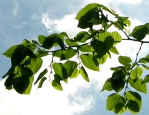 Mandorla Natursubstanz: Sommerlinde