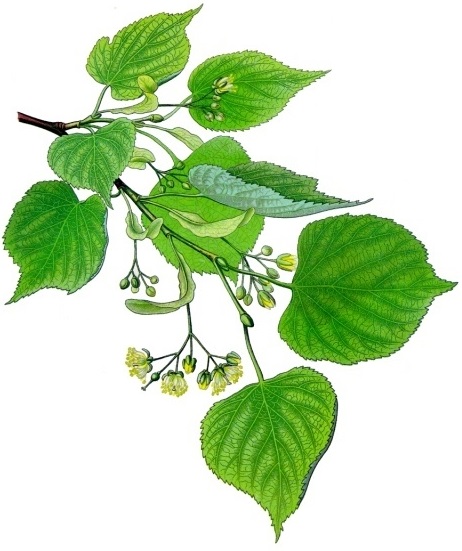 Tilia - Linde