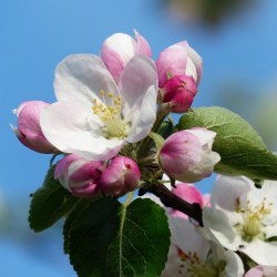 Mandorla Linie Apfelblüte für trockene Haut