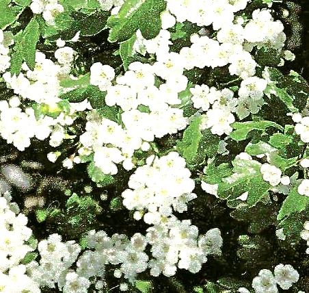 Mandorla Natursubstanz: blühender Weißdorn